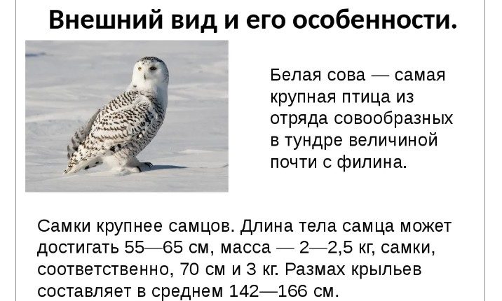 Фото белой совы
