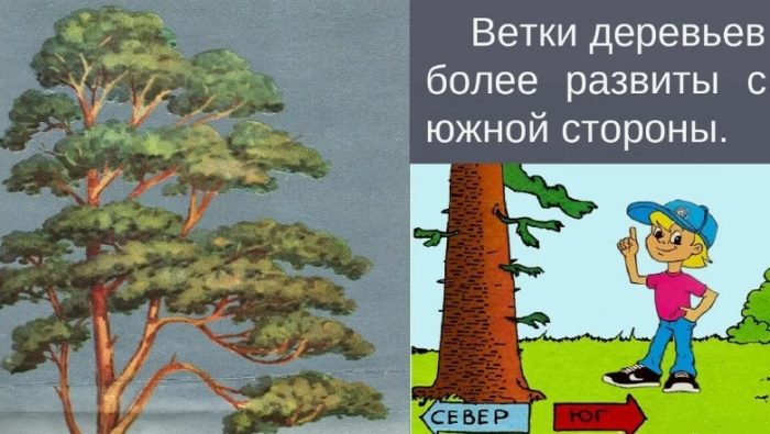 Ориентирование по местным признакам