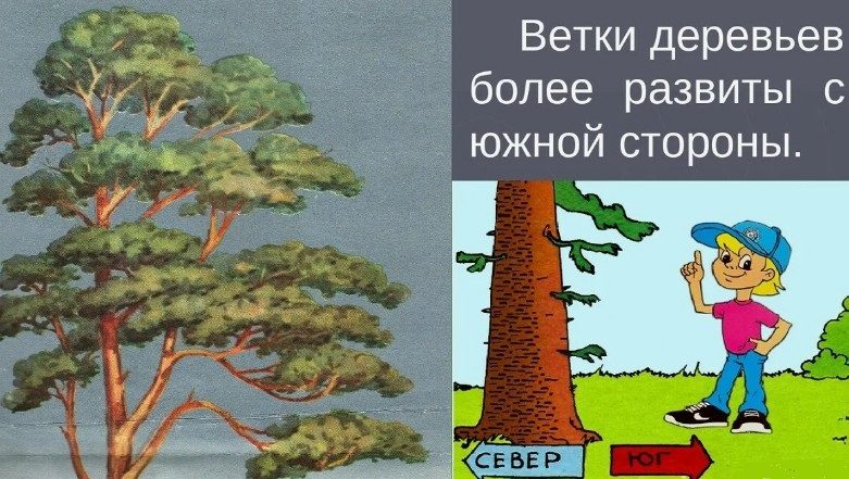 Ориентирование по местным признакам
