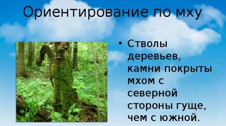 Мох для ориентирования на местности