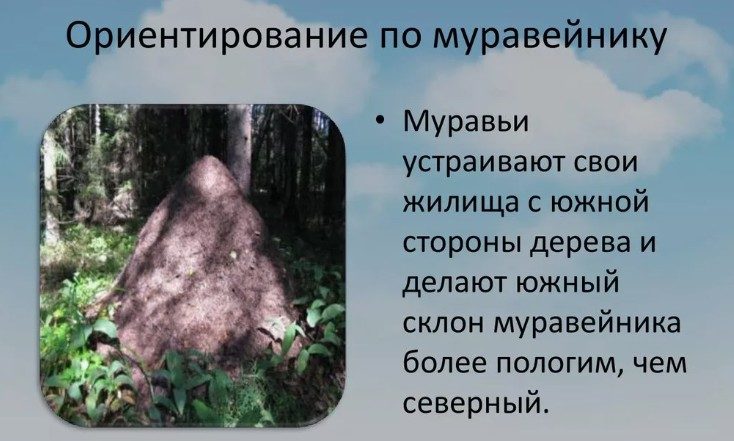 Муравейники для ориентирования на местности