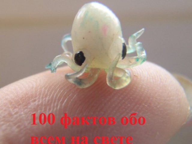 100 самых интересных фактов обо всем на свете: а вы знали?