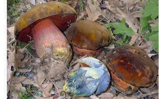 Грибы с синей толстой ножкой, коричневой шляпкой — подосиновики