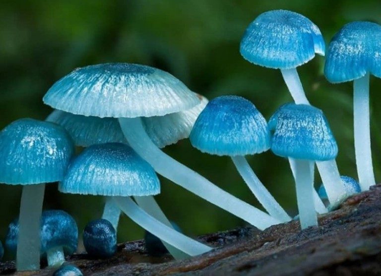Ядовитые синие грибы, с синей ножкой