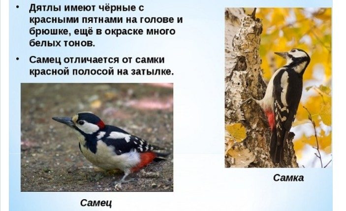 Большой пестрый дятел — самец и самка