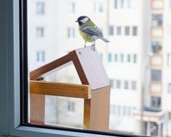 Синичка на подоконнике со стороны улицы: примета