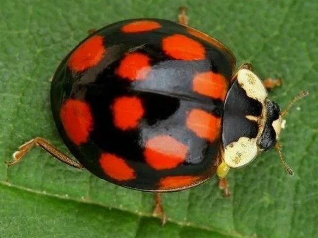 Черные божьи коровки с красными точками: примета. Черные божьи коровки с красными точками — ядовитые или нет?