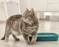 Кот метит в доме: причины, что делать, как отучить?