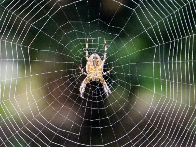 Паук на окне со стороны улицы и со стороны дома: приметы