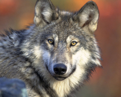 Волк: описание животного для детей 4 класса, для урока Окружающий мир. Какой орган лучше всего развит у волка?