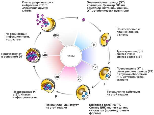 CHLAMYDIA trachomatis cycle