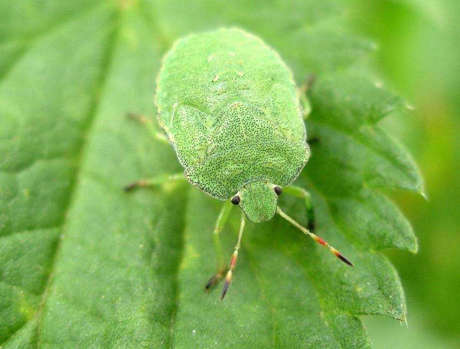 Green bugs in a dream predict a meeting with officials.