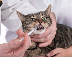 Come dare correttamente un tablet di gatti? Come dare a un gatto una pillola di antibiotici, dai vermi, un tavolo?