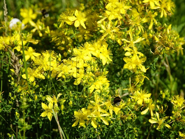 St. John's Wort of Grass - sifat magis untuk memperkuat hadiah pandangan jauh ke depan, memperkuat kehendak, memperkuat kebal, menarik cinta dan romansa