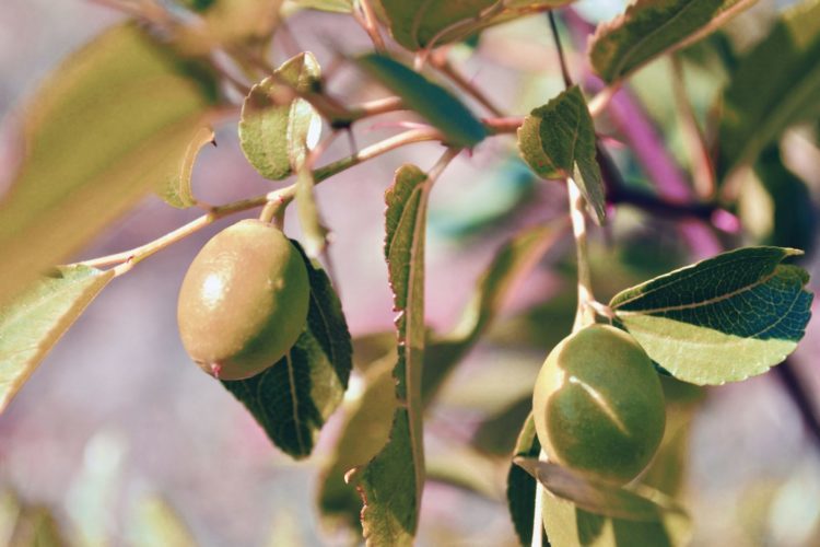 Plodovi Zizifus se uporabljajo v kozmetologiji