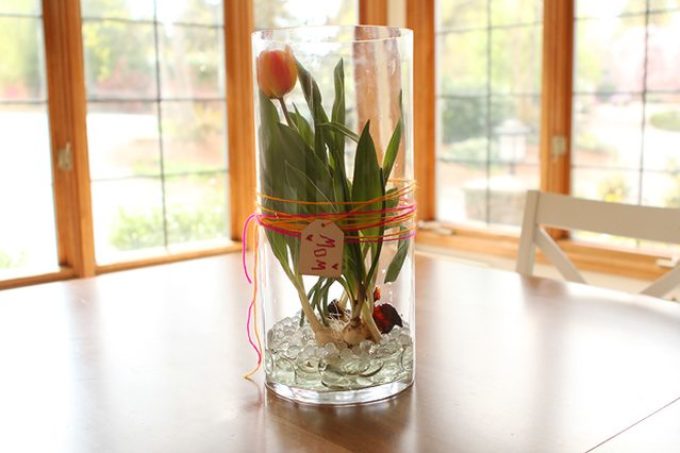 Что добавить в воду для тюльпанов срезанных. Тюльпаны в гидрогеле. Тюльпаны в гидрогеле в вазе. Тюльпаны в аквагрунте. Тюльпаны в вазе с водой.
