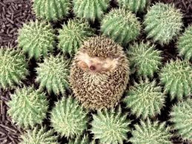 How to care for a cactus at home: choosing a place, watering, transplantation, reproduction, secrets of proper care, recommendations