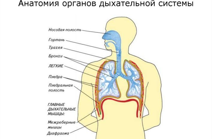 Légzőrendszer anatómiája