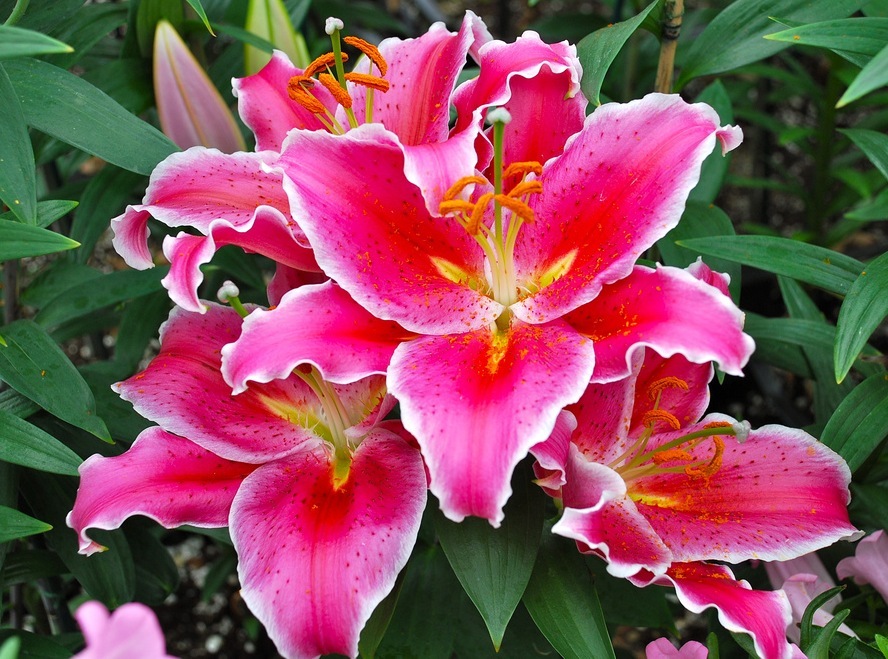 Lily cvetovi, pridobljeni kot rezultat ustrezne nege na odprtem tleh spomladi