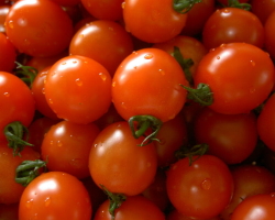 Perché i pomodori si rompono in una serra e un terreno aperto durante la maturazione: cause. Cosa deve essere fatto in modo che i pomodori non esplodano sui cespugli: un complesso di misure, suggerimenti