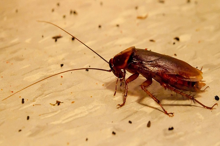 After cockroaches on the surfaces, the droppings remain.