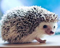Home hedgehog: advice and recommendations for buying a hedgehog at home. How much does the home hedgehog live? Home hedgehog and hibernation: how to prepare?