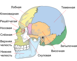 Anatómia - Štruktúra a funkcie ľudskej lebky: schéma s opisom, názov kostí a kĺbov, švy lebky, rozdiely medzi lebkou novorodenca od dospelej ženy od muža. Na ktoré časti je mozgová lebka rozdelená?