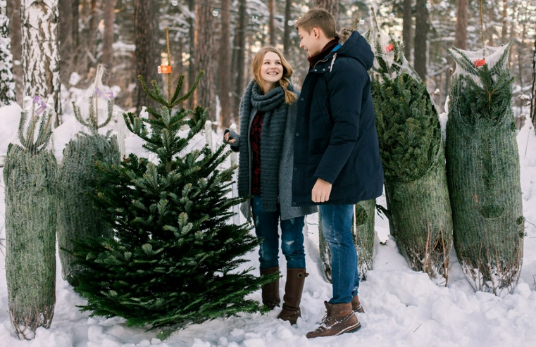 Za novo leto pred samim praznikom lahko kupite živo božično drevo