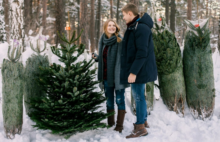 Puedes comprar un árbol de Navidad en vivo para el año nuevo antes de las vacaciones en sí.