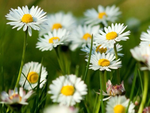 The medicinal properties of chamomile. 8 ailments that the chamomile heals a pharmacy. Chamomile - benefit and harm