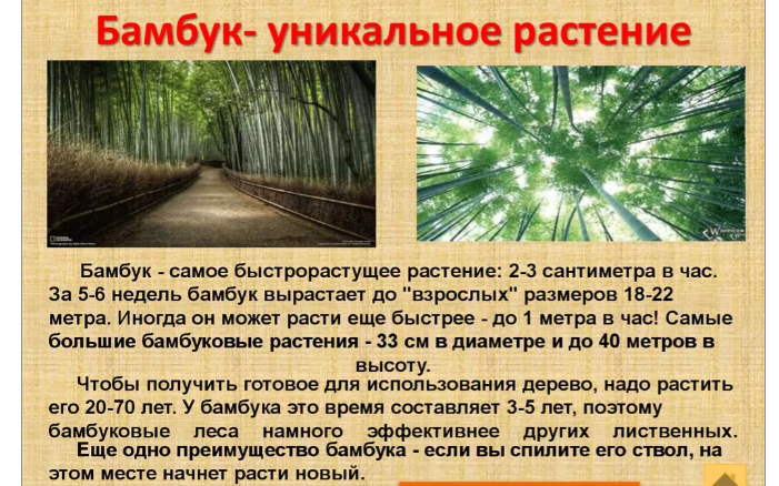 Растение бамбук: интересные факты