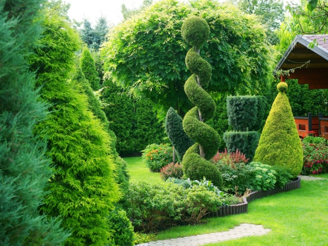 Туи – украшение сада: какие сорта дерева самые популярные, описание, фото