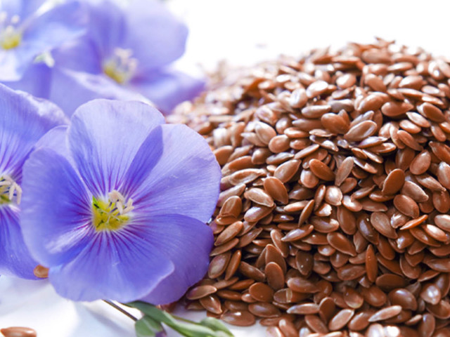 Полезные свойства семени льна. Кому и как нужно принимать льняное семя? Народные рецепты