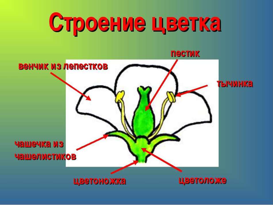 Cvjetna struktura