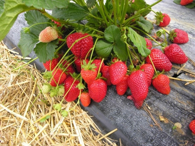 Planting and transplanting strawberries in the summer, in the fall, dividing old bushes, by agrofiber: methods, step -by -step instructions, photos. When is it better to plant and transplant strawberries: spring, summer or autumn? Then it is better to plant strawberries?