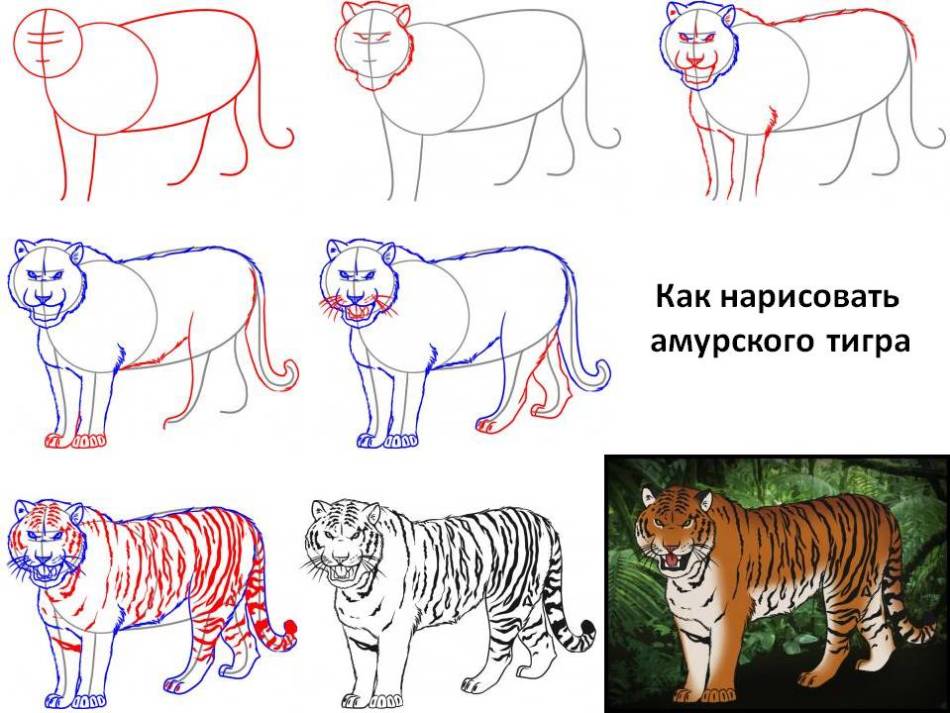 Hogyan rajzoljunk egy Amur tigriset