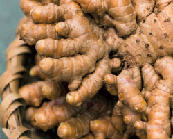 Ingwer - wachsen in offenem Boden von der Wurzel im Land und im Topf zu Hause: Landung, Pflege, Verarbeitung, Bewässerung, Reproduktion, Tipps. Ingwerblüte zu Hause: Begriffe, Foto einer Ingwerblume