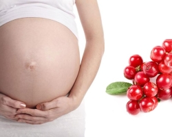 Cranberry during pregnancy. Is it possible for pregnant cranberries from edema, with pyelonephritis, staphylococcus, cystitis and how to cook and drink cranberries during pregnancy?