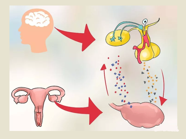 Что такое аменорея у женщин? Как лечить заболевание?