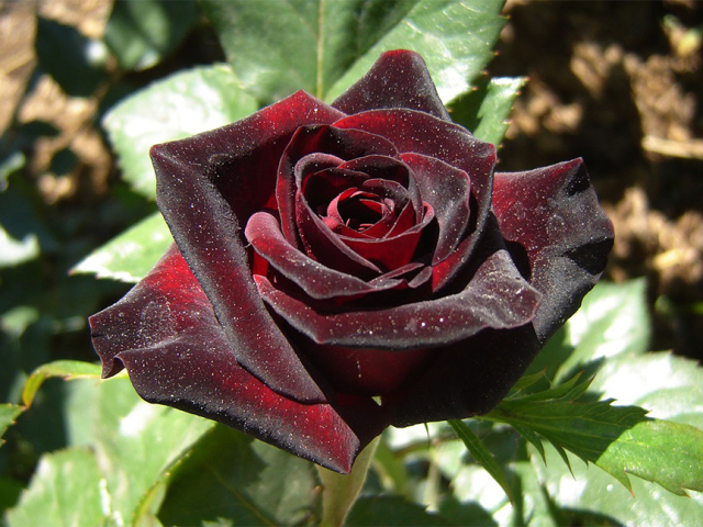 Comment planter des roses en plein air: instructions de pas, recommandations de jardiniers expérimentés