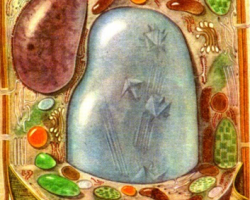 Сравнение животной и растительной клетки: признаки сходства и отличия клеток всех живых организмов