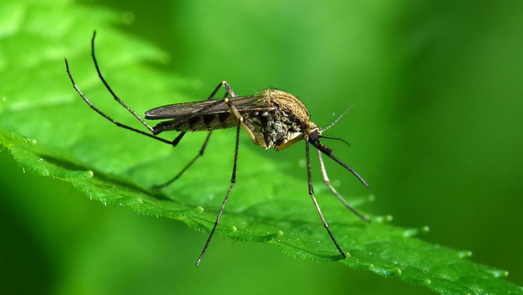 A kémiai víz segít a szúnyogoktól