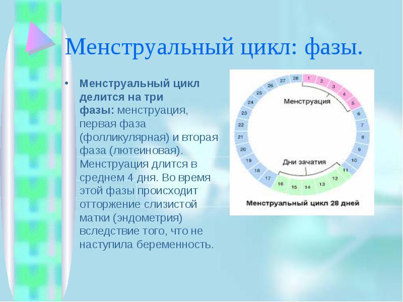 The duration of the lutein phase