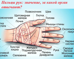 Fingers: the meaning that the organ is responsible for, the correspondence of the fingers to the internal organs. Is it possible to independently massage the fingers: equipment