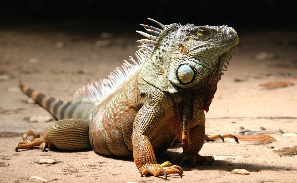 L'iguana est un animal assez cher