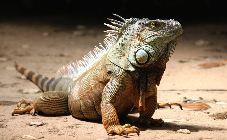 La iguana es un animal bastante caro