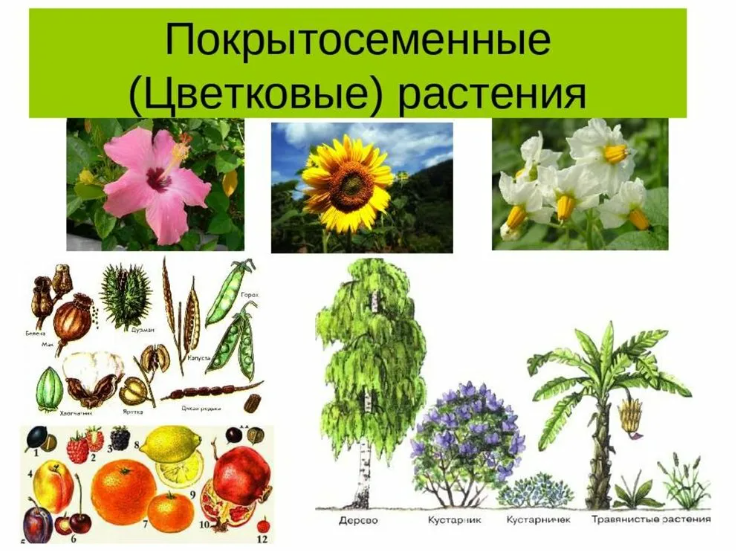 Покрытосемянные растения