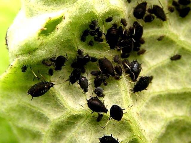 Small white and black midges on tomatoes, seedlings in a greenhouse: how to deal with them? How to treat tomatoes, tomatoes from white and black midges that eat them: drugs, folk remedies. What plants scare away black and white midges on tomatoes?