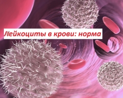 Ο κανόνας των λευκοκυττάρων στην ανάλυση του αίματος, των ούρων σε γυναίκες, άνδρες, παιδιά: αποκρυπτογράφηση της ανάλυσης