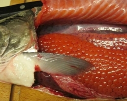Bagaimana cara mengetahui: ikan dengan kaviar atau tidak? Bagaimana cara menentukan ikan merah dari jantan? Bagaimana cara memilih salmon merah muda yang baru beku, ikan trout, salmon dengan kaviar?